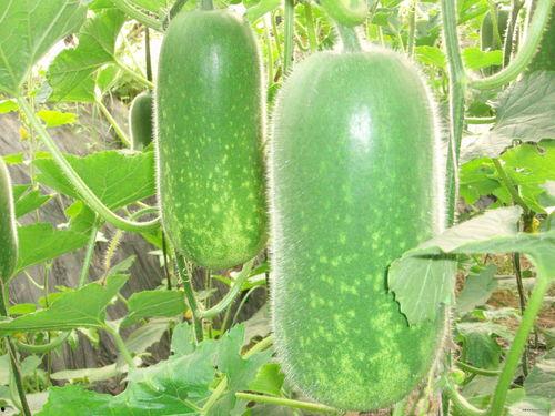 51今日吃瓜大瓜fun